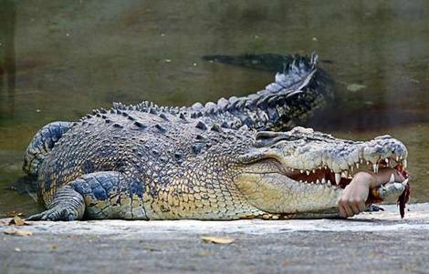  200-kilogram Nile crocodile 
